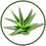 Aloe Vera Forever Medias