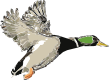 Providence Wildlife Rehabilitation, Inc.
