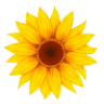 Raquel K. Perlis Physical Therapy