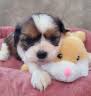 The Puppy Patch/Son Rise Acres