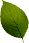 Pure Wild Tea Llc