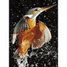 Raabauer-Eisvogel
