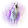 Ragdoll Cats and Kittens - Northwin Cattery