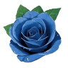 Raindrops on Roses