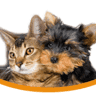 Randhurst Animal Hospital