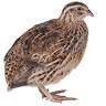 Rannoch Quail