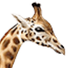 Pousada Recanto das Girafas