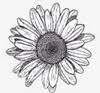 Red Daisy Farm