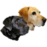 Redfern Canines