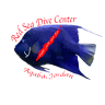 Red Sea Dive Center