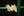Reptiles Vienna Haneg Georg
