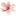 Magnólia