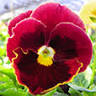 Ritter Greenhouse