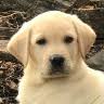 River Valley Labradors