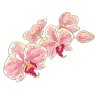 Robertson Orchids