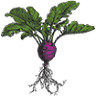 Roots Natural Foods Market. Kitchen + Organic Juice Bar