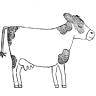 Rora Dairy