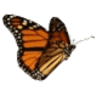 Rosalynn Carter Butterfly Trail