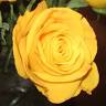 Rose Ferron Foundation of Rhode Island