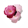 Rose Profumate Vivaio Glorio