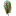 Rumex