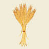 Rural Ag Insurance Services, LLC