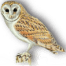 Rural Roosts