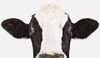 Ruthven Meat Processing Inc