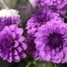 S.A. Carnations PTY LTD
