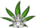 Sacred Growshop