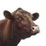 The Dun Cow