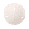 Sand Dollar Lifestyles - Foley