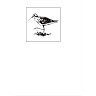 Sandpiper