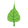 Sanjay Nursery - Best Wholesale Plant Nursery in Pune, India
