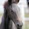 Sanmar Friesians