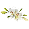 John Vincent Scalia Home for Funerals and Cremation Services Inc.