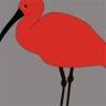 Scarlet Ibis Gallery