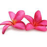 Seialoha - Toxic Free Beauty + Shop
