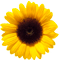 Sembrando Girasoles