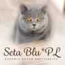 Seta Blu *PL hodowla kotów brytyjskich