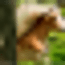 Shady Grove Haflingers