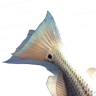 SHALLOW WATER FISHING COMPANY