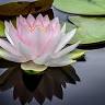 Shaping Minds Therapeutic Services LLC