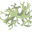 lichen