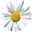 the DAISY