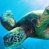 The Siesta Key Sea Turtle Pontoon Nature Tours & Sandbar Shelling
