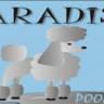 Dogs´s point