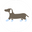 Kim Karpets