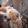 Smudge Dog Grooming