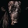 Snake Creek Cattle Company